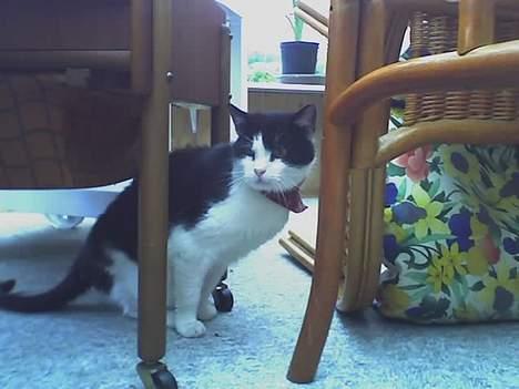 Huskat zorro billede 4