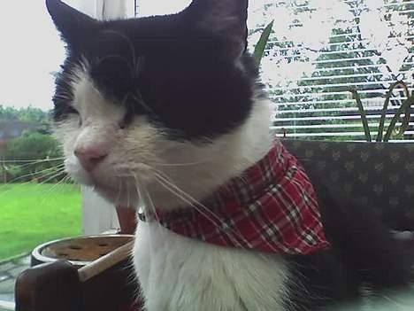 Huskat zorro billede 6