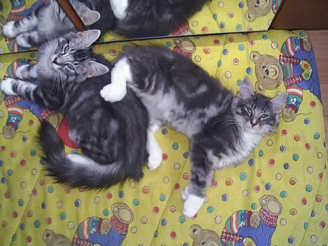 Norsk Skovkat AnnaBell`s perle - Her er jeg sammen med mine søskende. billede 15