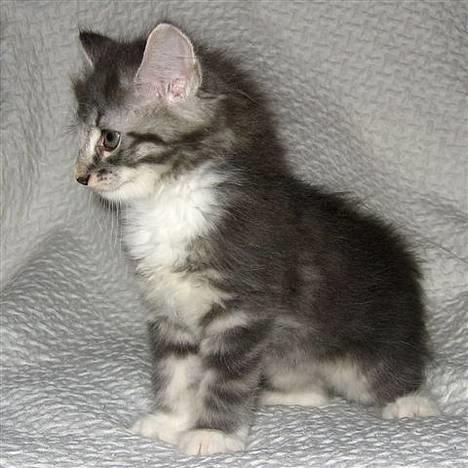 Norsk Skovkat AnnaBell`s perle billede 16