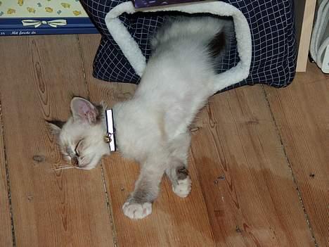 Hellig Birma Astaire ***Drøm sødt ;´(  - i drømmeland zzzzzzz billede 15