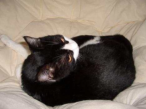 Blanding af racer Joe - JO´, mit navn er Joe,, velkommen.. =) billede 1