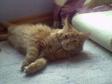 Maine Coon Nemo - Nemo i chok over at være blevet vækket. Nemo på 6,5kg billede 6