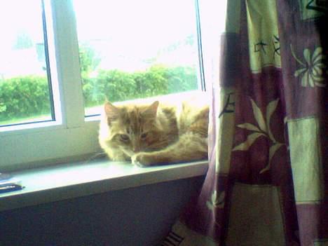 Maine Coon Nemo - Nemo liggende på sin standard soveplads. (6,5kg) billede 7