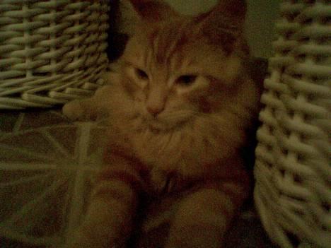 Maine Coon Nemo - Nemo på knap 4kg. billede 8