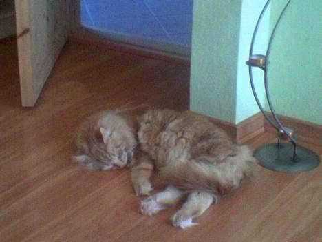 Maine Coon Nemo - Nemo på 7kg. billede 9