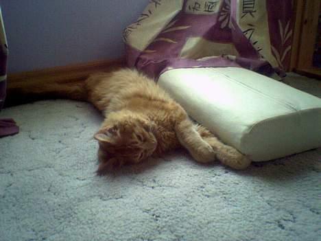 Maine Coon Nemo - Nemo i meget dyb søvn. (7kg) billede 10