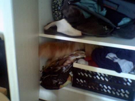 Maine Coon Nemo - Find katten..... Nemo på vej ind i skabet. (7kg). billede 11