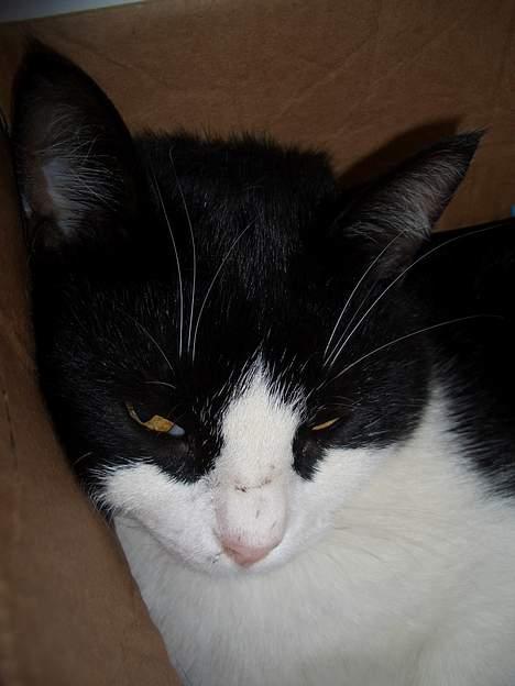 Blanding af racer Joe - Er jeg ikk nusser? billede 2