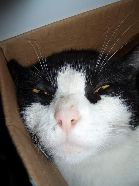 Blanding af racer Joe - Øh,, ja billede 3