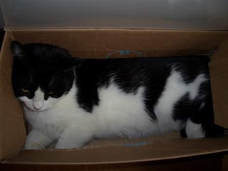 Blanding af racer Joe - Tror jeg sover videre =) billede 4