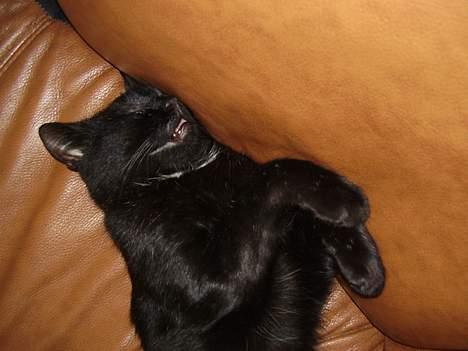 Blanding af racer Lisser billede 10