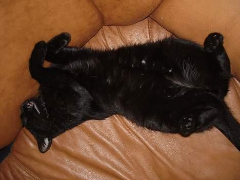 Blanding af racer Lisser billede 11