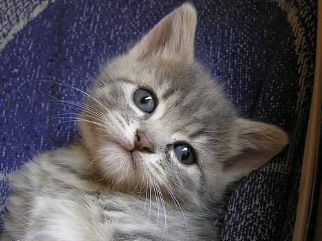 Blanding af racer Zizi - Min lille tiger baby <´3 billede 1