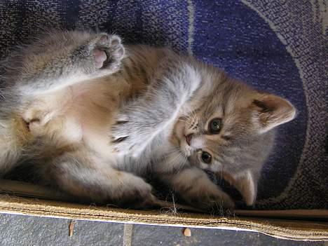 Blanding af racer Zizi - Nårh ens bror ikke har tid til at lege med en, jaah så må man vel selv klare det. billede 2