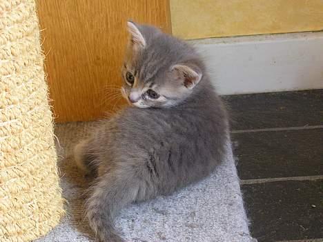 Blanding af racer Zizi - Smukke Zizi <´33 billede 3