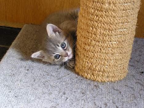 Blanding af racer Zizi - Og her ligger jeg jo så meget godt, er jeg ikke kær? billede 4