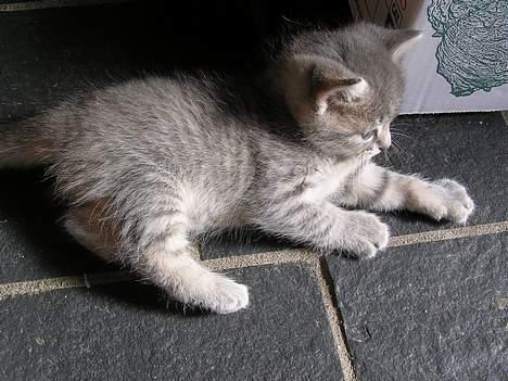 Blanding af racer Zizi - En slapper i den dejlige solstråle (: billede 5