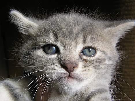 Blanding af racer Zizi - Se lige lidt betuttet ud Zizi d: billede 6