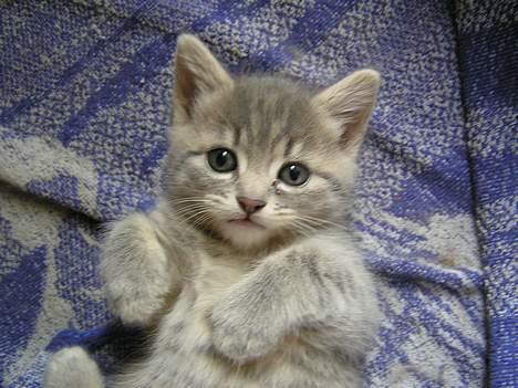 Blanding af racer Zizi - Hvad synes du ? billede 7