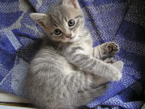 Blanding af racer Zizi - altså bliver du ved hele dagen? billede 8