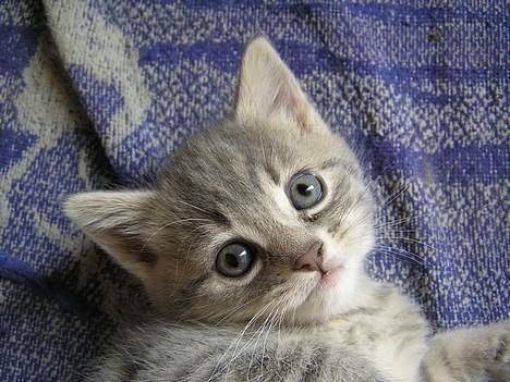 Blanding af racer Zizi - Jamen så også lige et nærbillede da  billede 9