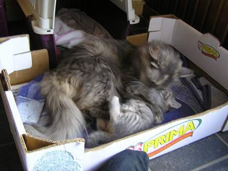 Blanding af racer Zizi - Her leger jeg med mor, når nu Viggo ikke har tid.  billede 10