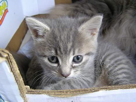 Blanding af racer Zizi - Efter en hård kamp Zizi vs Zimba  billede 11