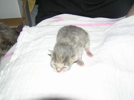 Blanding af racer Zizi - Her er hun ikke mere end en dag gammel <´3 billede 12