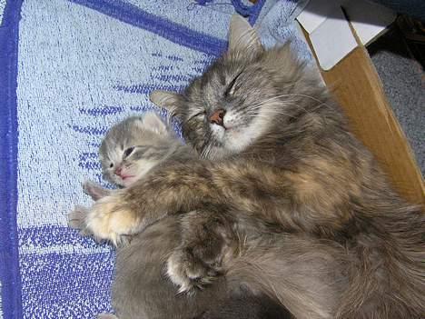 Blanding af racer Zizi - Her ligger hendes mor med hende i favnen og sover <´33 billede 13