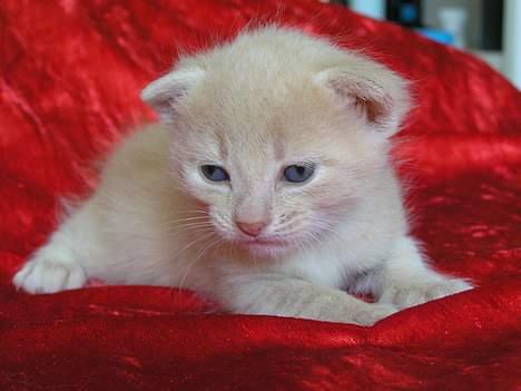 Blanding af racer Viggo  - Min lille løve <´33 billede 7