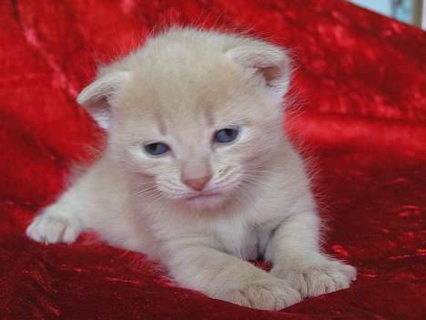 Blanding af racer Viggo  - Den døsige kat <´33 billede 8