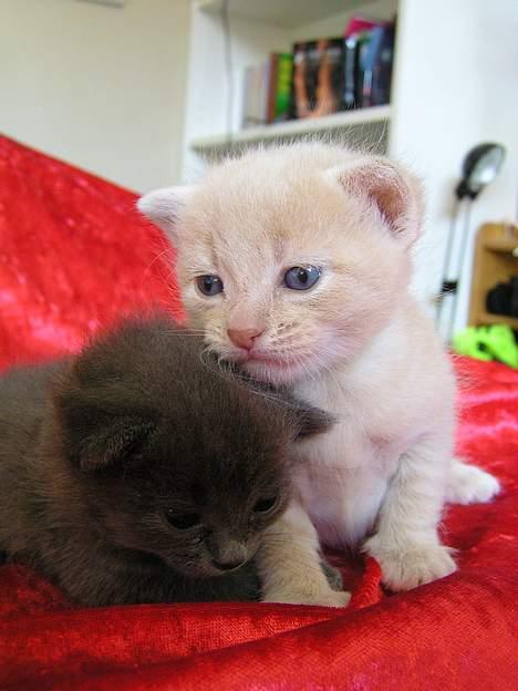 Blanding af racer Viggo  - Her er Viggo sammen med sin søster Pjuske som desvære er død :´( billede 9