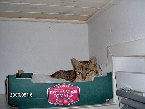 Huskat lille mis billede 1