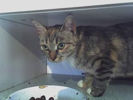 Huskat lille mis billede 2