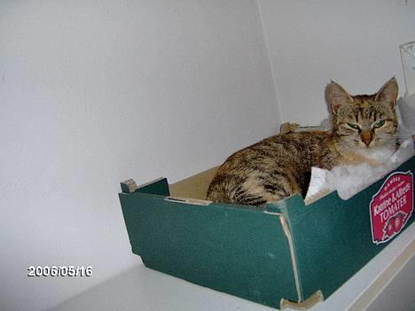 Huskat lille mis billede 3