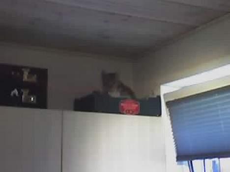 Huskat lille mis billede 4