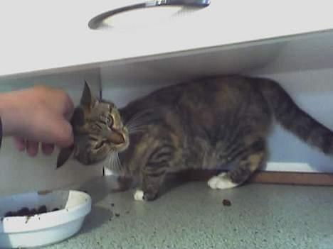 Huskat lille mis billede 5