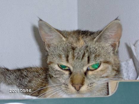 Huskat lille mis billede 6