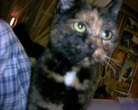 Huskat Tiger - det er min vildt nuttet Prinsesse Tiger billede 1