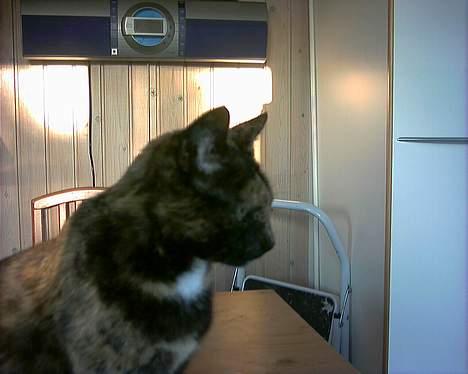 Huskat Tiger - uuhhh hvad er det der er der nede billede 2