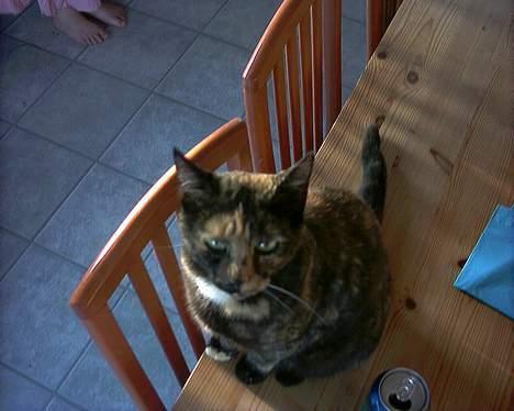 Huskat Tiger - prøv lige at se de smukke øjne billede 3