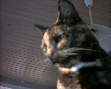 Huskat Tiger - er det en mus der er der nede næææ billede 4