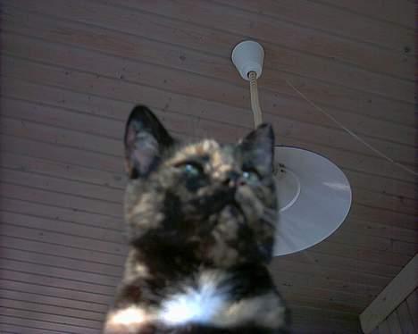 Huskat Tiger - den smukke Prinsesse billede 5