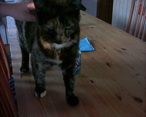 Huskat Tiger - Nus Nus hvor er det dejlig at blive nusset billede 6