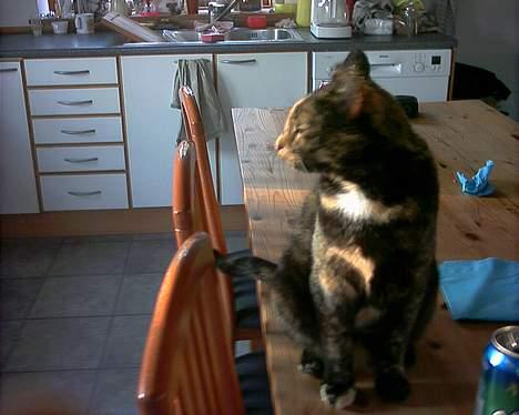 Huskat Tiger - ikke flere billder tak SLUT billede 7