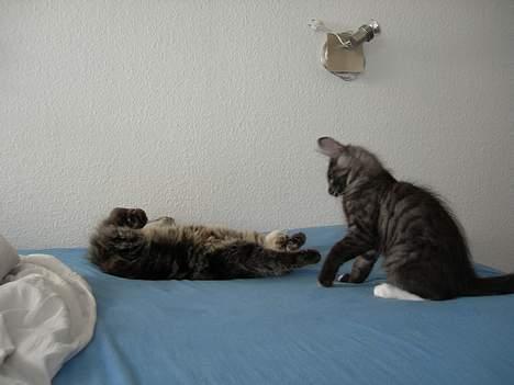 Norsk Skovkat Na´zyias Daisy Mae (Hera) - 14 uger - Nu har Hera endelig krammet på storebror billede 12