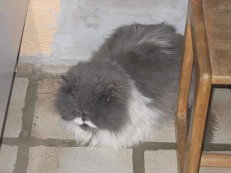 Perser Alexander(Xander) billede 11