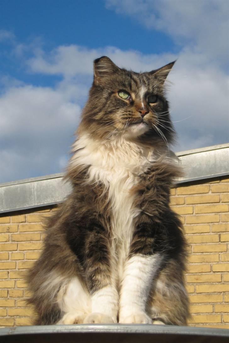 Maine Coon Udklittens Mister Kandis  - velkommen til kongens profil :D *NYT* billede 1