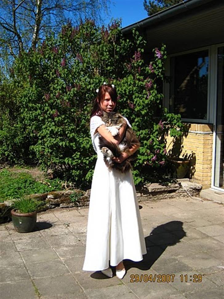 Maine Coon Udklittens Mister Kandis  - Til min konf, 2007 :) billede 2